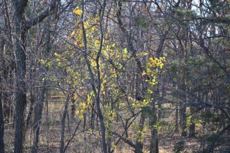 Windbreaks Catch More Than Wind Image